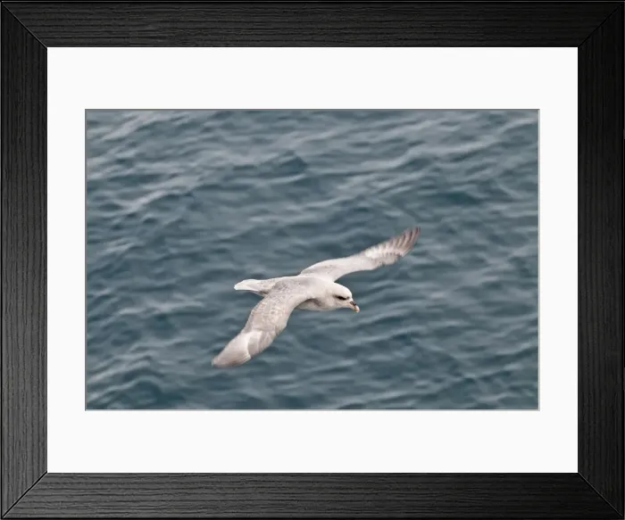 Framed Print : Picture No. 10890479 Framed Print : Picture No. 10890479