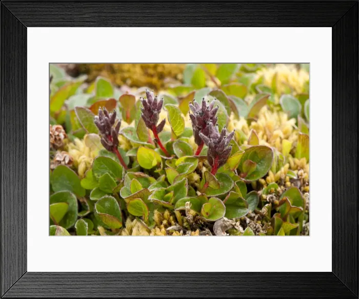 Framed Print : Picture No. 10890483 Framed Print : Picture No. 10890483