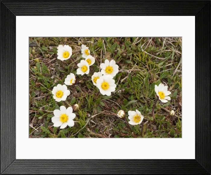 Framed Print : Picture No. 10890476 Framed Print : Picture No. 10890476