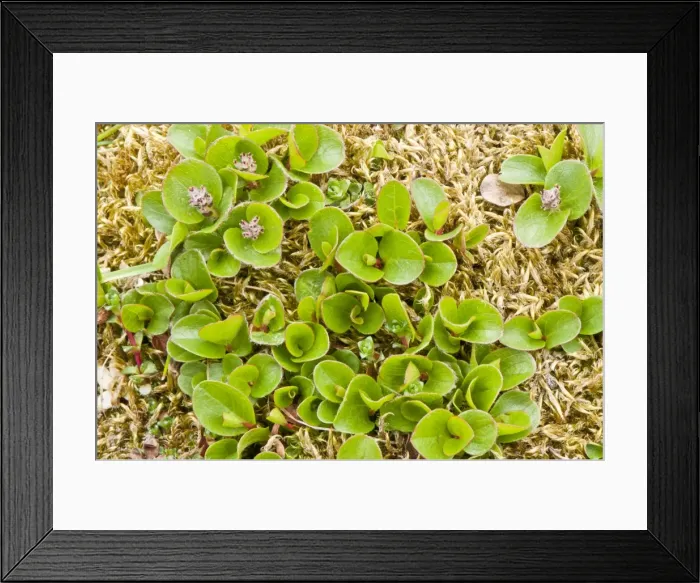 Framed Print : Picture No. 10890480 Framed Print : Picture No. 10890480