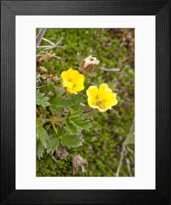 Framed Print : Picture No. 10890482 Framed Print : Picture No. 10890482