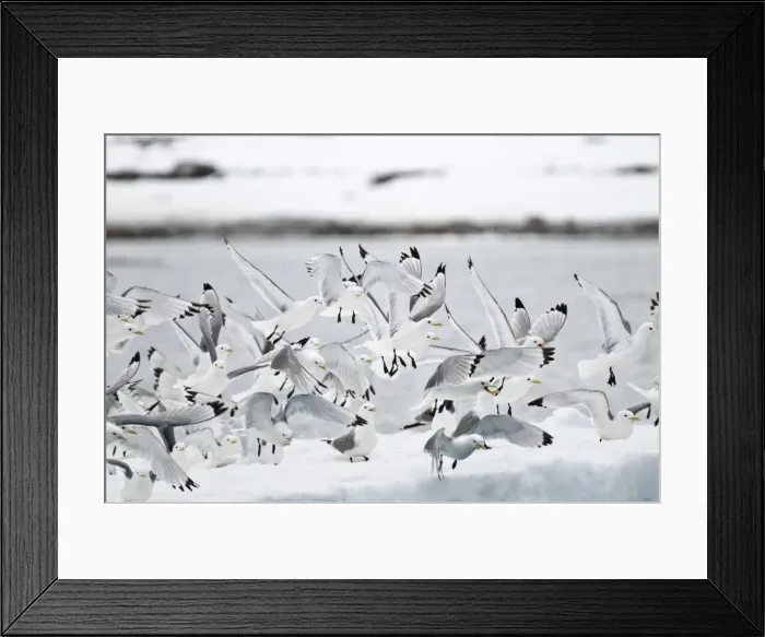 Framed Print : Picture No. 10890488 Framed Print : Picture No. 10890488