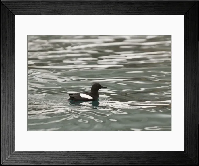 Framed Print : Picture No. 10890487 Framed Print : Picture No. 10890487