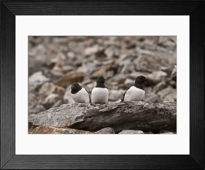 Framed Print : Picture No. 10890490 Framed Print : Picture No. 10890490
