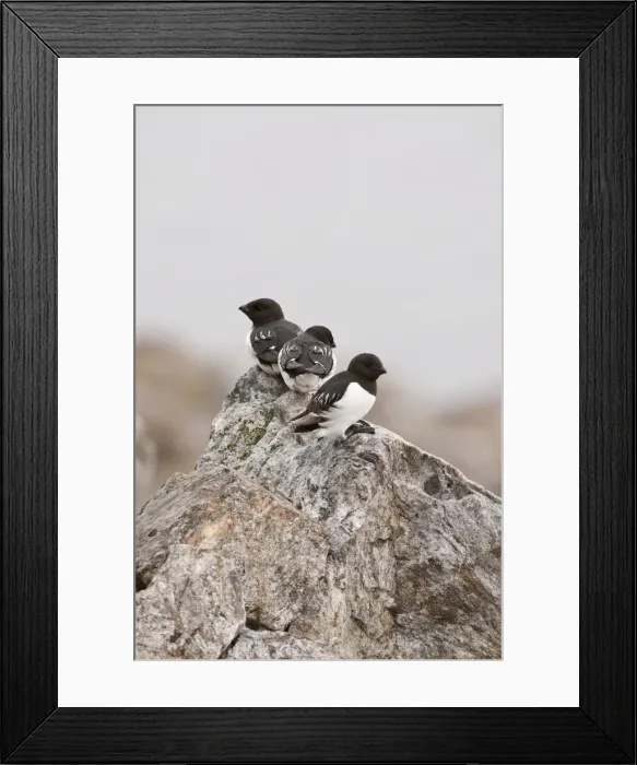 Framed Print : Picture No. 10890489 Framed Print : Picture No. 10890489