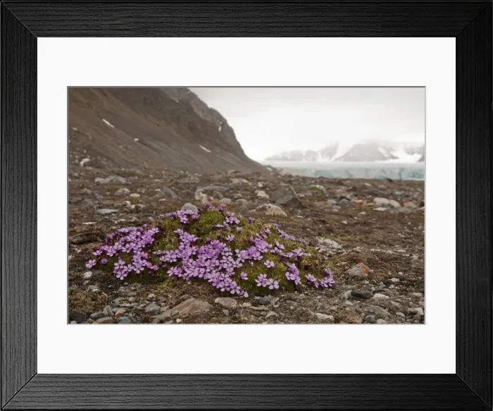 Framed Print : Picture No. 10890484 Framed Print : Picture No. 10890484