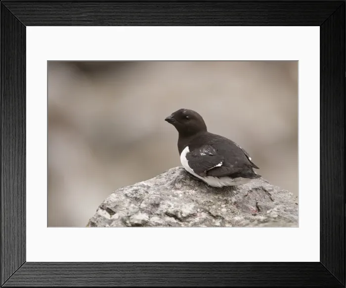 Framed Print : Picture No. 10890492 Framed Print : Picture No. 10890492