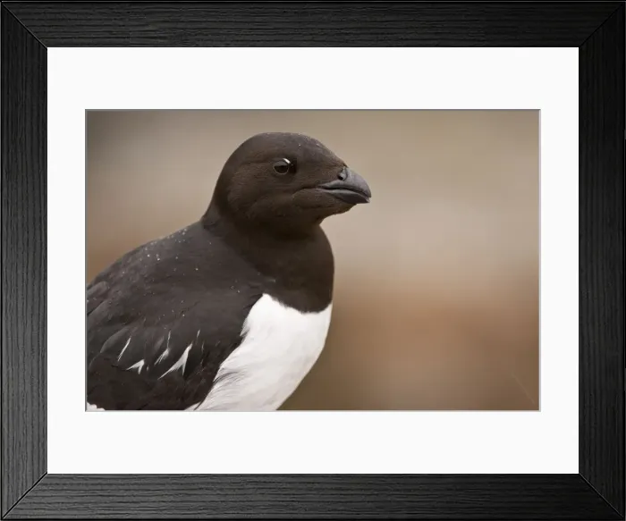 Framed Print : Picture No. 10890491 Framed Print : Picture No. 10890491