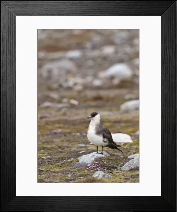 Framed Print : Picture No. 10890486 Framed Print : Picture No. 10890486
