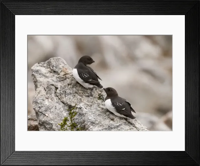 Framed Print : Picture No. 10890493 Framed Print : Picture No. 10890493