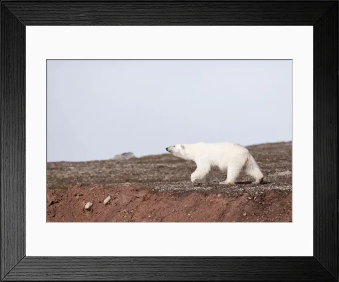 Framed Print : Picture No. 10890495 Framed Print : Picture No. 10890495