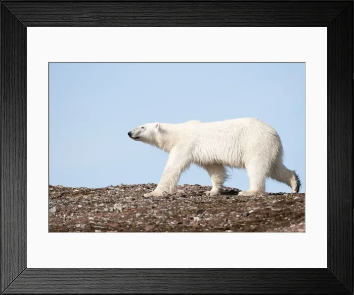 Framed Print : Picture No. 10890498 Framed Print : Picture No. 10890498