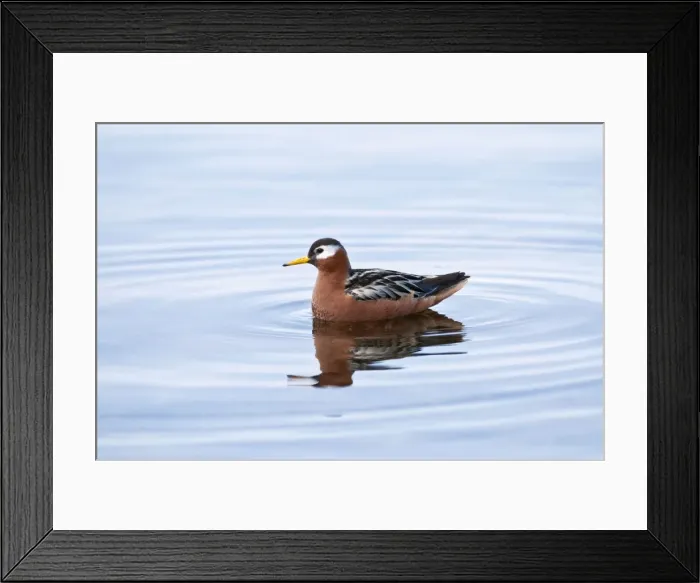 Framed Print : Picture No. 10890499 Framed Print : Picture No. 10890499