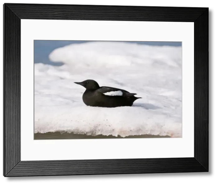 Framed Print : Picture No. 10890500 Framed Print : Picture No. 10890500