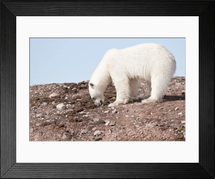 Framed Print : Picture No. 10890497
