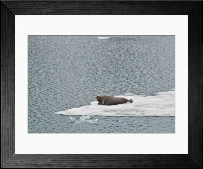 Framed Print : Picture No. 10890494 Framed Print : Picture No. 10890494