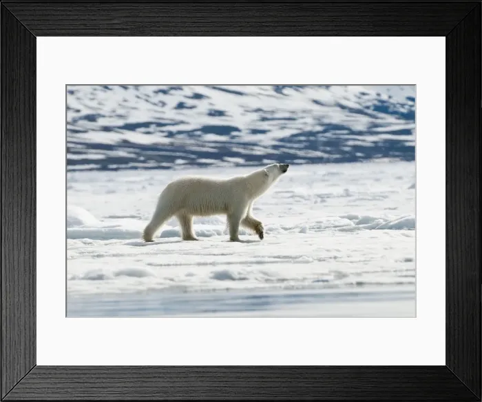 Framed Print : Picture No. 10890503