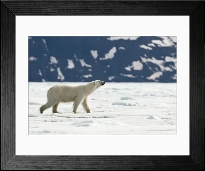 Framed Print : Picture No. 10890504