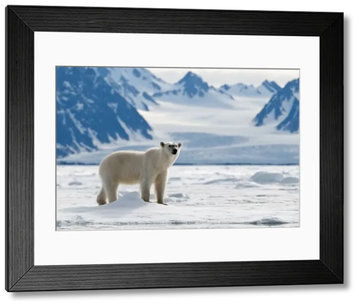 Framed Print : Picture No. 10890506