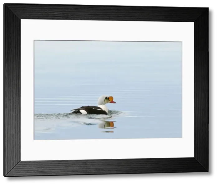 Framed Print : Picture No. 10890508