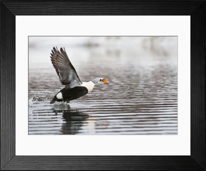 Framed Print : Picture No. 10890511 Framed Print : Picture No. 10890511