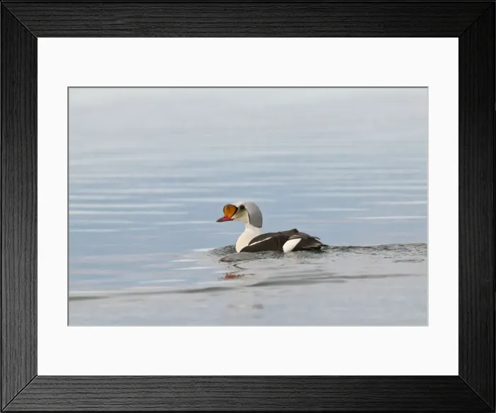 Framed Print : Picture No. 10890509 Framed Print : Picture No. 10890509