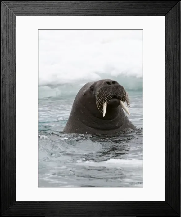 Framed Print : Picture No. 10890513 Framed Print : Picture No. 10890513