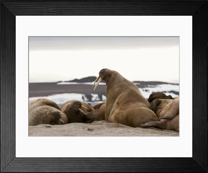 Framed Print : Picture No. 10890515 Framed Print : Picture No. 10890515