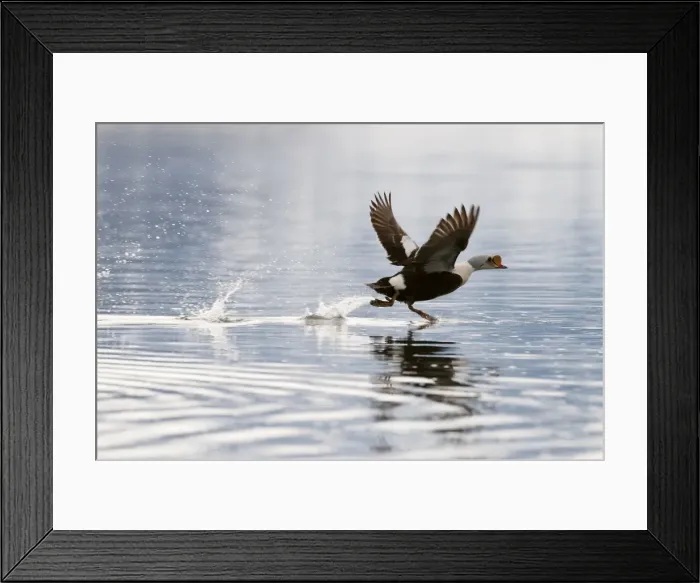 Framed Print : Picture No. 10890510