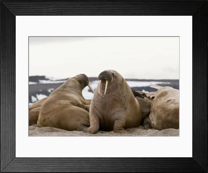 Framed Print : Picture No. 10890516 Framed Print : Picture No. 10890516