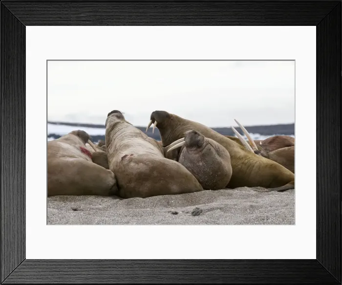 Framed Print : Picture No. 10890517 Framed Print : Picture No. 10890517