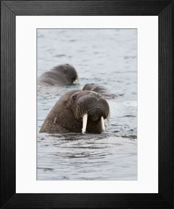 Framed Print : Picture No. 10890514 Framed Print : Picture No. 10890514