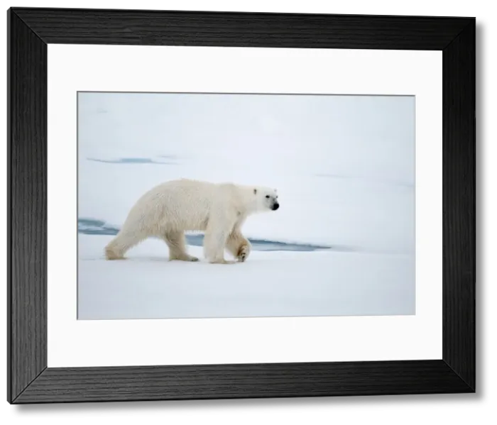 Framed Print : Picture No. 10890519