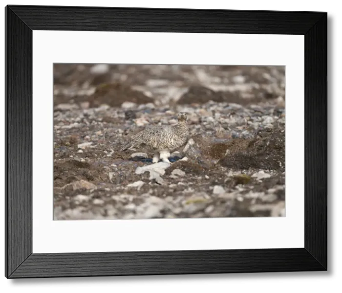 Framed Print : Picture No. 10890522 Framed Print : Picture No. 10890522