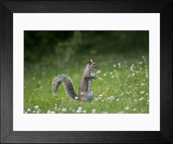Framed Print : Picture No. 10890525 Framed Print : Picture No. 10890525