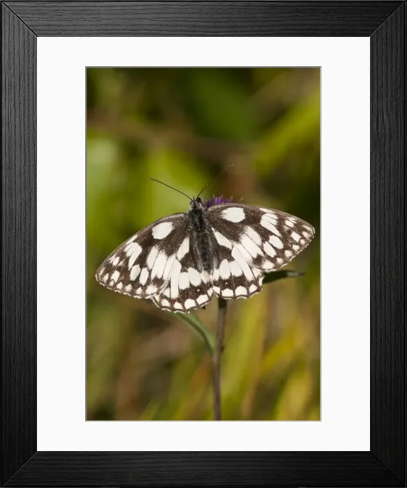 Framed Print : Picture No. 10890527 Framed Print : Picture No. 10890527