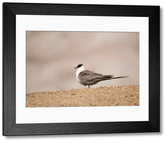 Framed Print : Picture No. 10890523 Framed Print : Picture No. 10890523