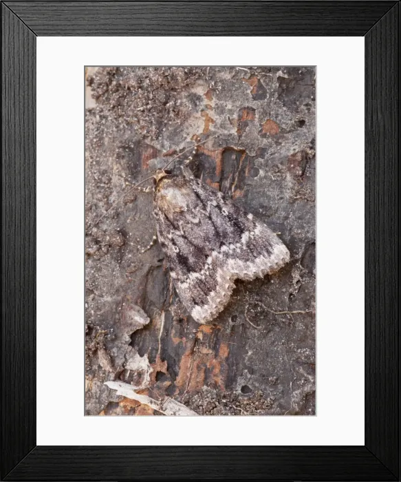 Framed Print : Picture No. 10890529 Framed Print : Picture No. 10890529
