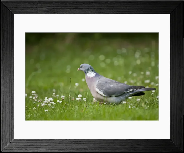Framed Print : Picture No. 10890526 Framed Print : Picture No. 10890526