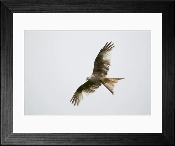 Framed Print : Picture No. 10890532 Framed Print : Picture No. 10890532