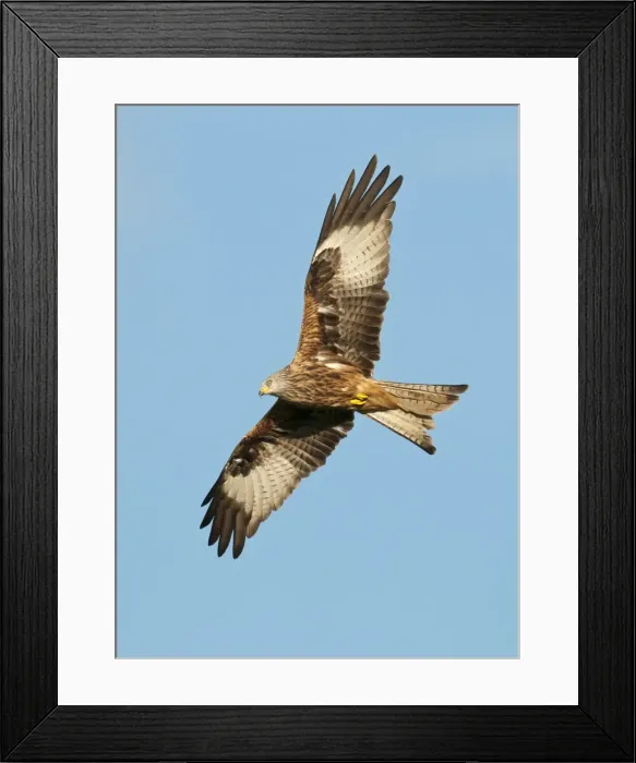 Framed Print : Picture No. 10890533 Framed Print : Picture No. 10890533