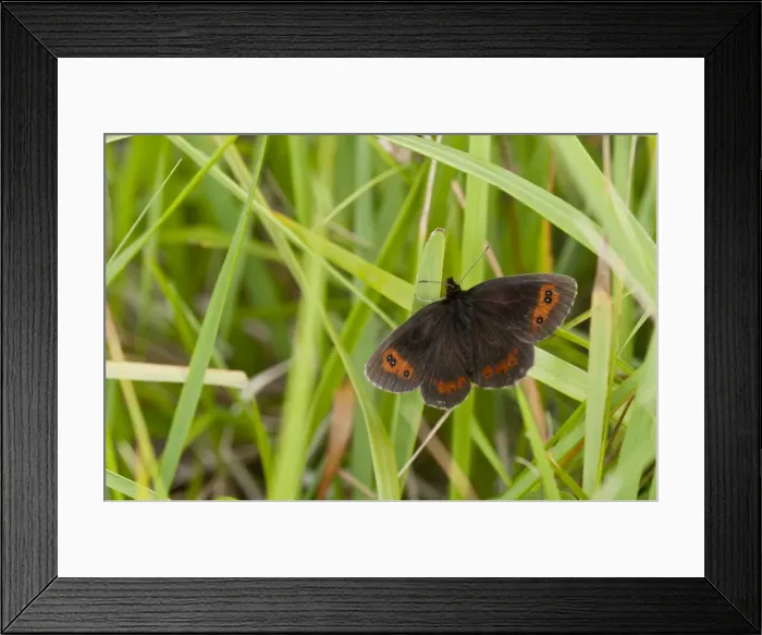 Framed Print : Picture No. 10890528 Framed Print : Picture No. 10890528