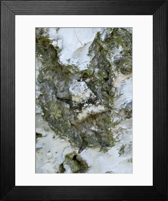 Framed Print : Picture No. 10890531 Framed Print : Picture No. 10890531