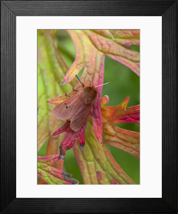 Framed Print : Picture No. 10890537 Framed Print : Picture No. 10890537