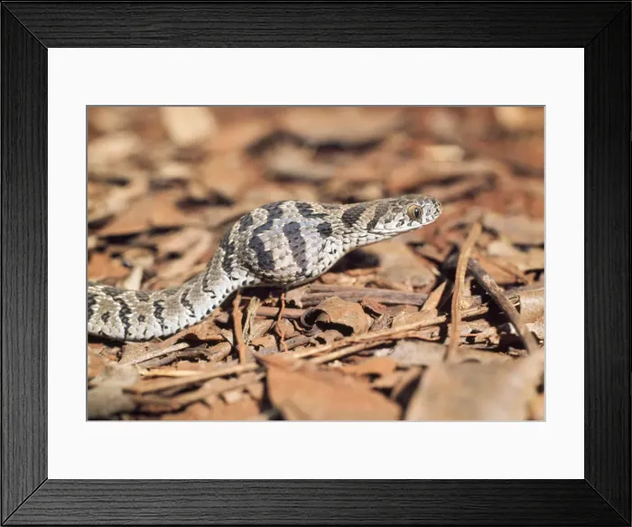 Framed Print : Picture No. 10890539 Framed Print : Picture No. 10890539