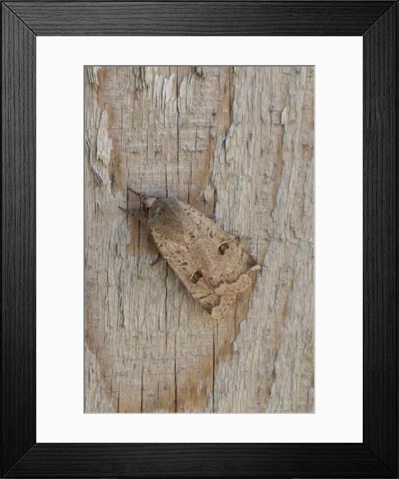 Framed Print : Picture No. 10890530 Framed Print : Picture No. 10890530