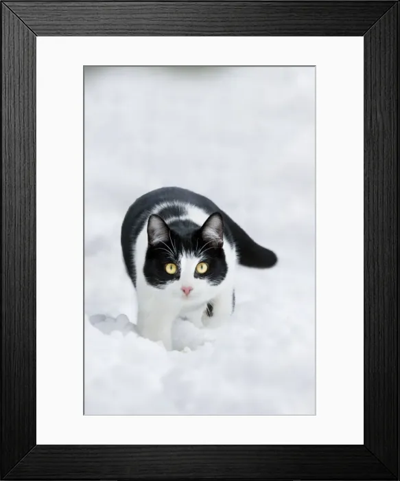 Framed Print : Picture No. 10890538 Framed Print : Picture No. 10890538
