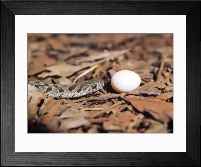 Framed Print : Picture No. 10890541 Framed Print : Picture No. 10890541