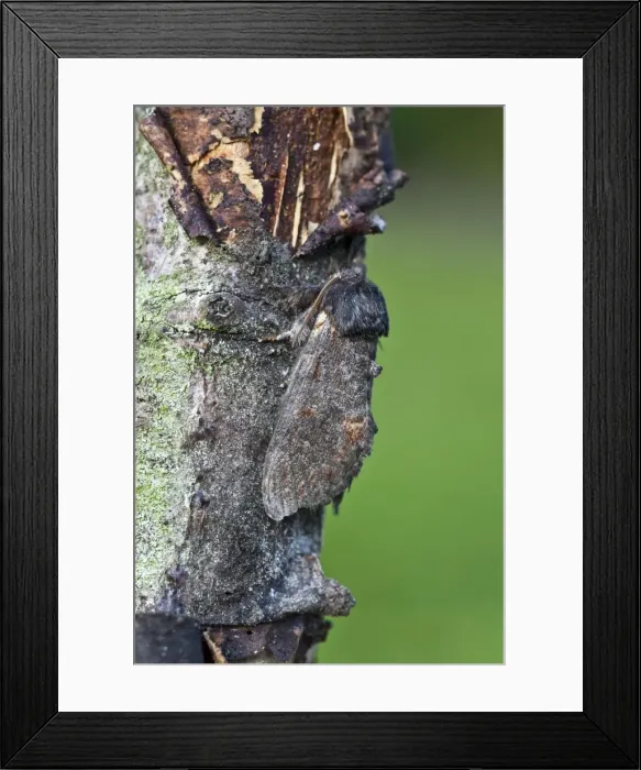 Framed Print : Picture No. 10890535 Framed Print : Picture No. 10890535