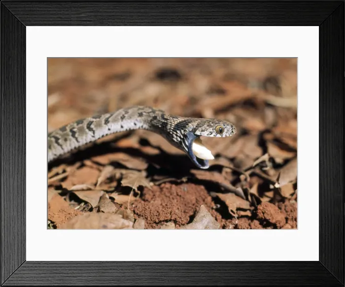 Framed Print : Picture No. 10890540 Framed Print : Picture No. 10890540